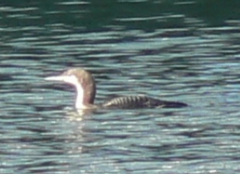 Gavia pacifica