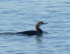 Gavia pacifica