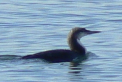 Gavia pacifica