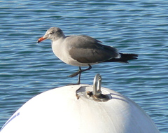 Larus heermanni