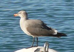 Larus heermanni