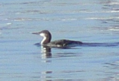 Gavia pacifica
