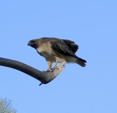 Buteo jamaicensis