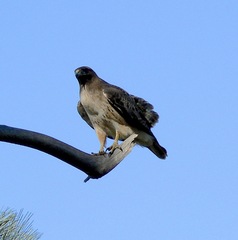 Buteo jamaicensis
