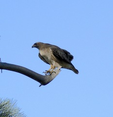 Buteo jamaicensis