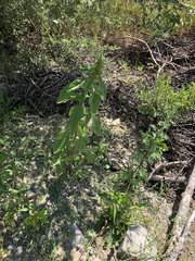 Amaranthus retroflexus