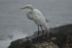 Ardea alba