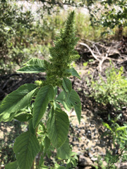 Amaranthus retroflexus