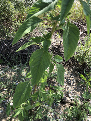 Amaranthus retroflexus