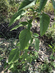 Amaranthus retroflexus