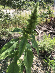 Amaranthus retroflexus