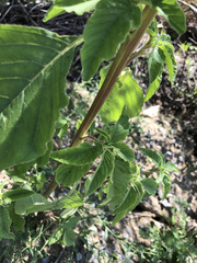 Amaranthus retroflexus