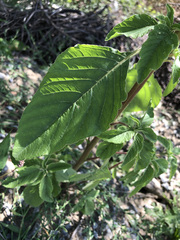Amaranthus retroflexus