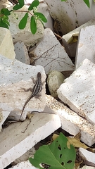 Sceloporus variabilis