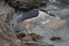 Nycticorax nycticorax