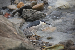 Nycticorax nycticorax