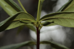 Cyclophyllum balansae