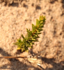 Diosma aristata