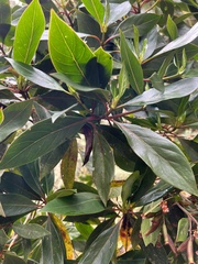 Cinchona lancifolia