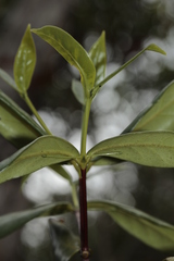Cyclophyllum balansae