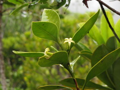 Cyclophyllum fragrans