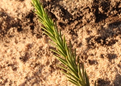 Diosma aristata