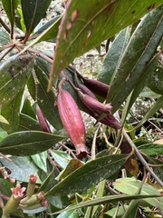 Cinchona lancifolia