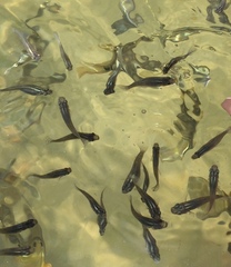 Poecilia mexicana