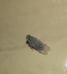 Melanoliarus acicus
