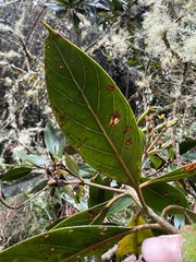 Cinchona lancifolia