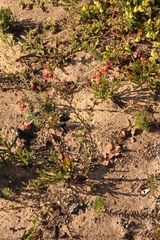 Hermannia joubertiana