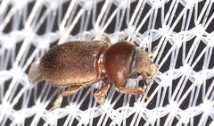 Tropicus pusillus