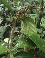 Anolis latifrons