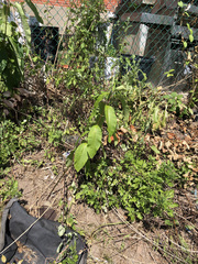Asclepias syriaca