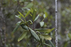 Cyclophyllum balansae