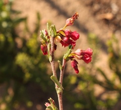 Hermannia joubertiana