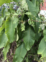 Asclepias syriaca