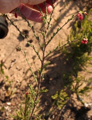 Hermannia joubertiana