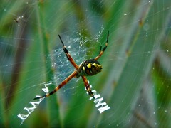 Argiope argentata