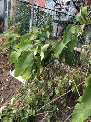 Asclepias syriaca