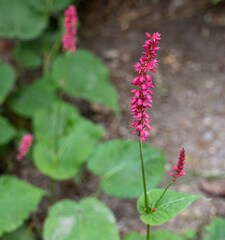Bistorta amplexicaulis