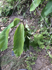 Asclepias syriaca