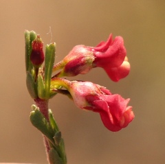 Hermannia joubertiana