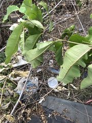 Asclepias syriaca