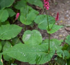 Bistorta amplexicaulis
