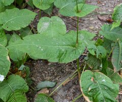 Bistorta amplexicaulis