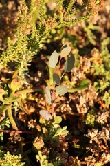 Phyllanthus parvulus