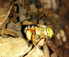 Centris niveofasciata