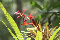 Tillandsia leiboldiana