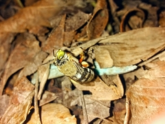 Centris niveofasciata